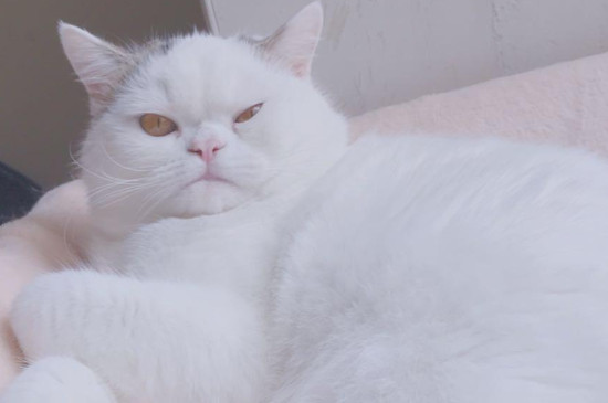 猫被暴打后会忘记吗