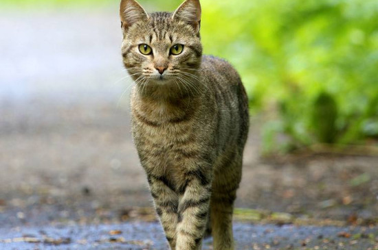 可不可以让猫生完再绝育