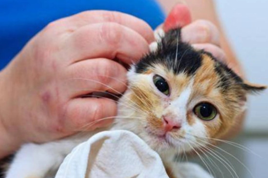 猫咪有寄生虫的表现