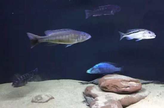 萨伊蓝鱼可以和龙鱼混养吗