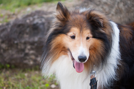 苏牧犬和喜乐蒂的差别