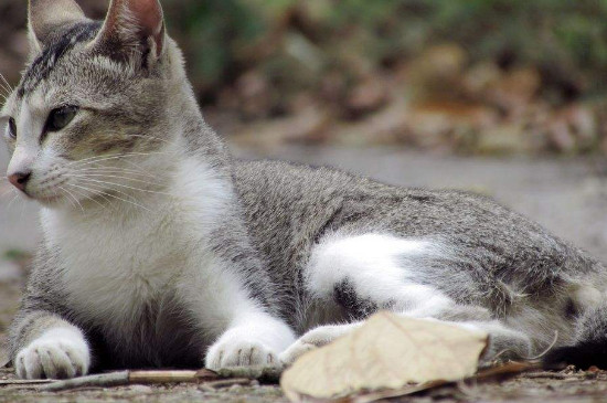 野猫怎么养