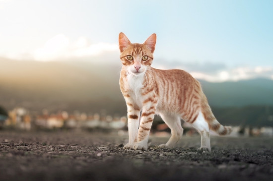 猫咪呕吐奶白色粘液能自愈吗