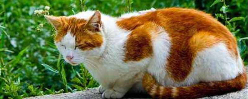 猫快生产的时候有什么表现