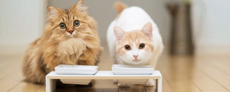 猫吃了驱虫药虫子会爬出来吗