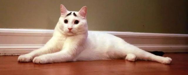 猫老是打喷嚏是怎么回事