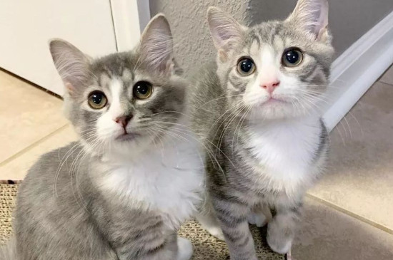 小猫后腿畸形如何处理