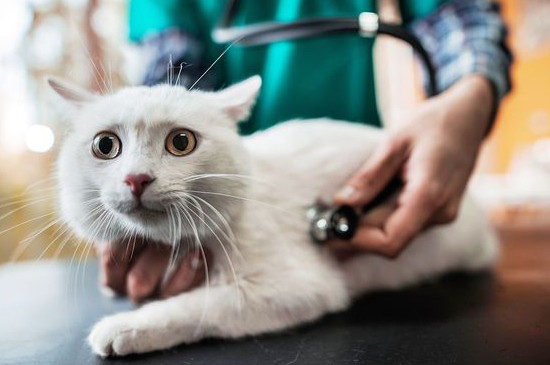 小猫身上起癣怎么办