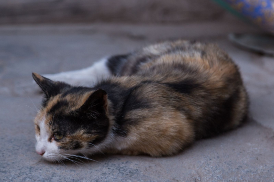 三花猫多大才认主人