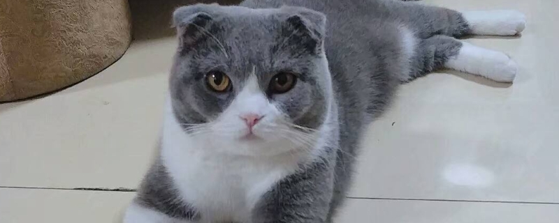 猫认生一般几天就好