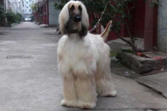 阿富汗猎犬怎么训练