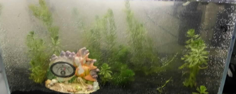 鱼缸水发臭原因和解决方案