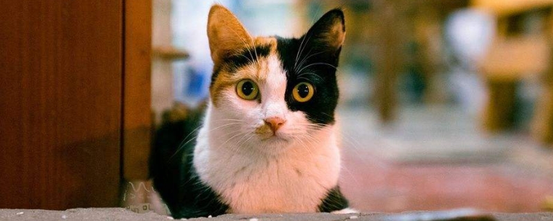 猫咪喜欢躺地板上睡什么原因