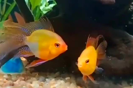 鱼缸底部的粪便怎么清理
