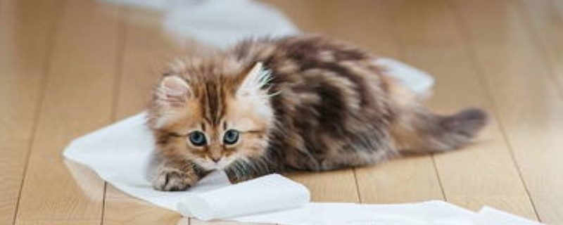 小猫喜欢咬人手脚怎么办