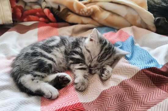 猫咪肚子里有虫子是什么症状