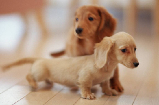 腊肠犬为什么没人养