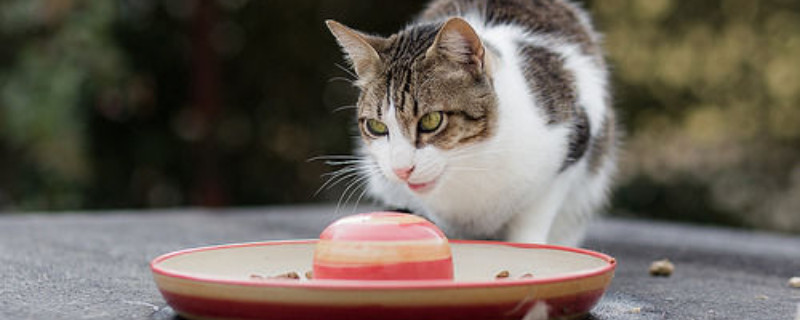 猫咪太活泼了怎么调教