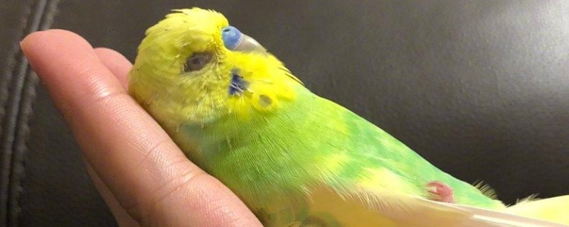 如何训练鹦鹉飞到手上