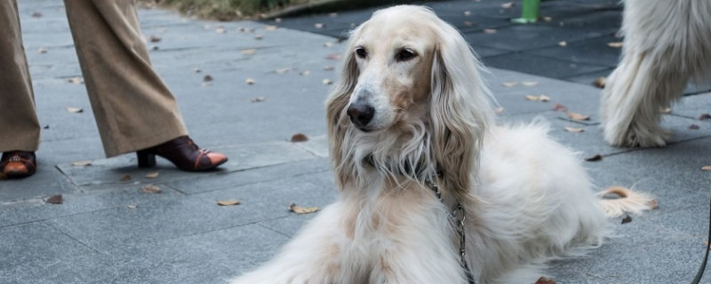 阿富汗猎犬怎么养