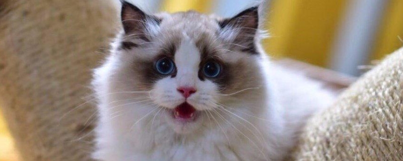 猫咕咕响什么意思