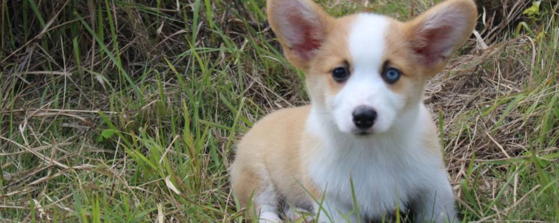 两个多月幼犬能洗澡吗