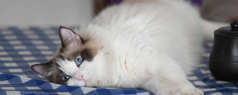 布偶猫多久成年