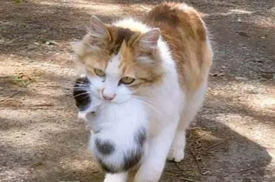 野猫会咬死别的小猫崽吗