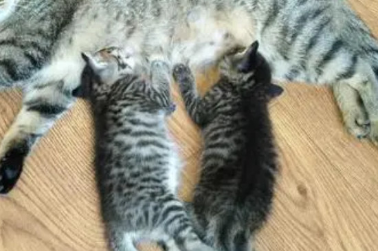 猫咪胎盘留在肚子里怎么办
