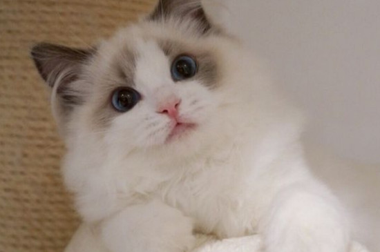 怎么摸猫耳朵知道发烧