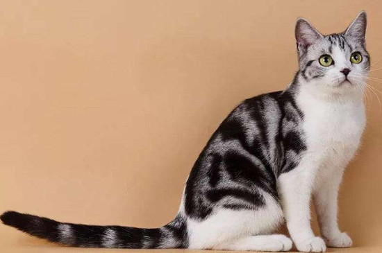 猫寄养多久不认识主人