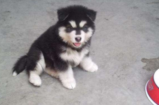 两个多月幼犬能洗澡吗