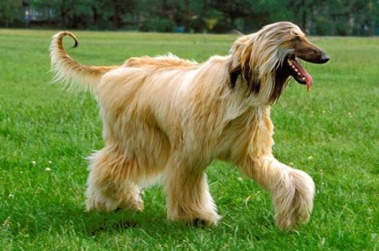 阿富汗猎犬怎么办狗证