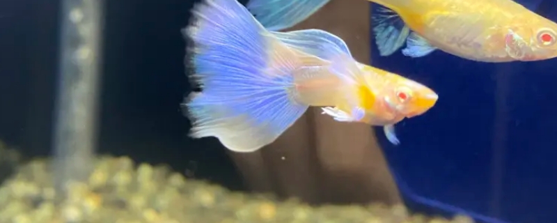 孔雀鱼趴在缸底不动怎么办