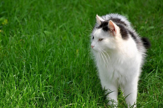 猫坐车可以坐几个小时
