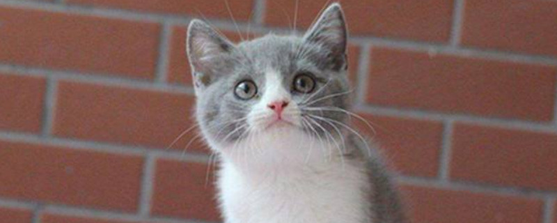 猫怎么发腮快