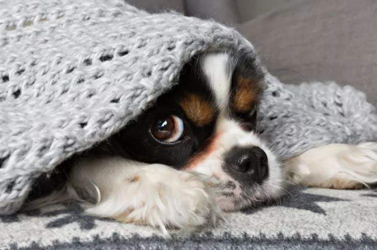幼犬得犬窝咳会死吗
