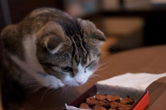 猫吃了驱虫药虫子会爬出来吗