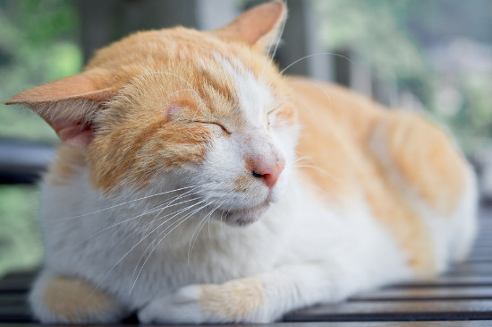 猫咪脚掌热正常吗