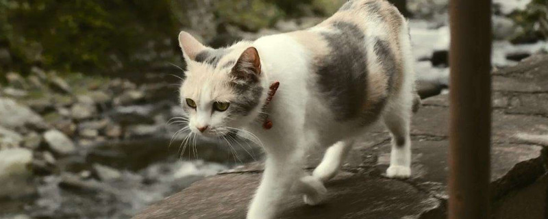 猫喜欢听什么声音
