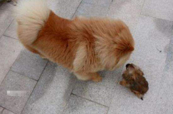 松狮怎么训练大小便