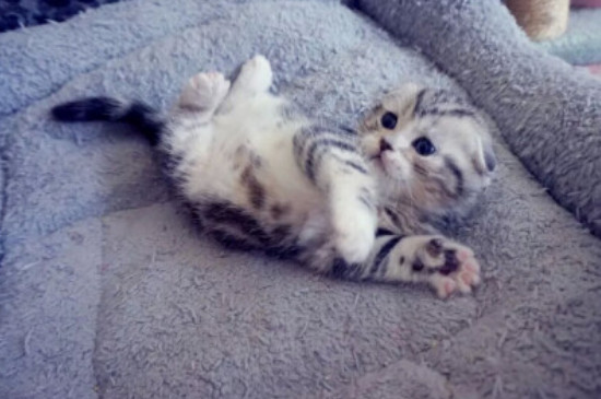 小奶猫拉稀了怎么办