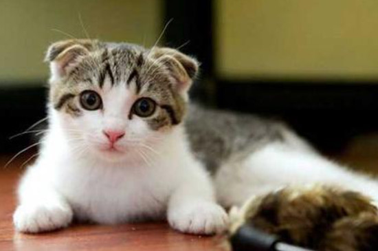 三花猫能活几年