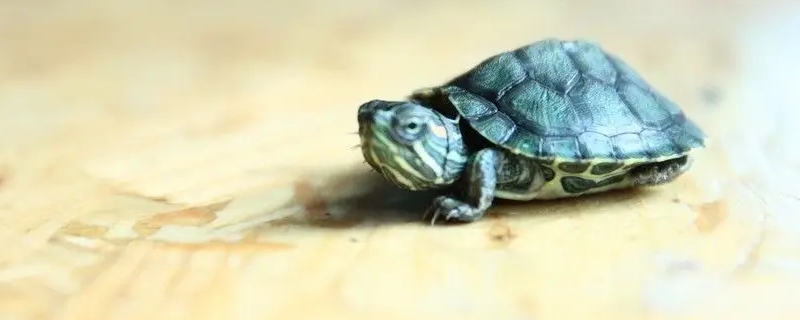 乌龟怎样过冬
