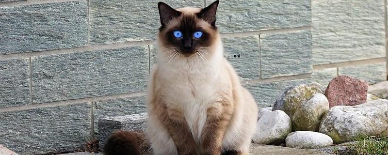 猫咪呼吸急促肚子起伏很快速是怎么了