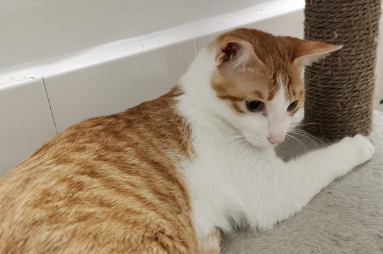 猫生产为什么要主人守着