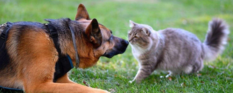 猫用脑袋顶手什么意思