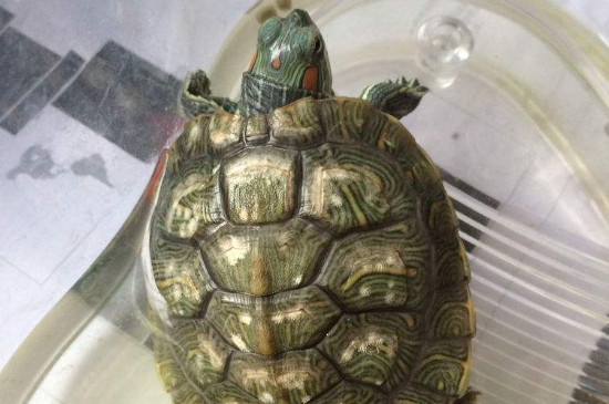 乌龟壳长青苔要清除吗