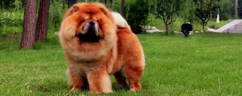 松狮犬怎么修毛