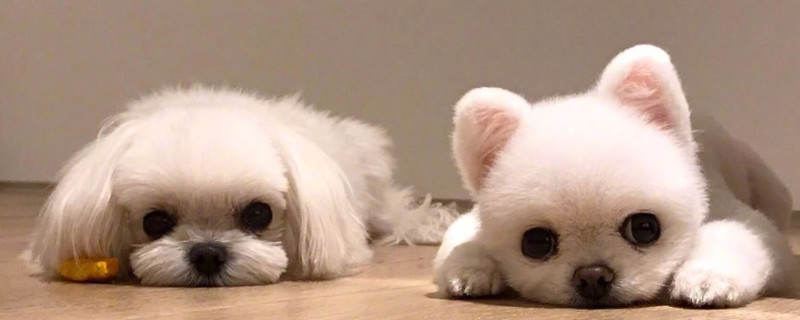 马尔济斯犬为什么不用遛